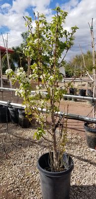 Civano Nursery - Retail Location by null