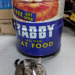 Newburgh Scats - Harvey the Newburgh SCATS mascot,  Posing with a very large can of cat food .