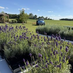 White Diamond Lavender Farms