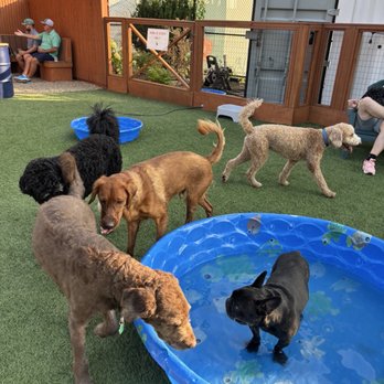Park-9 Dog Bar - Dog Parks Near Me - Boston, Massachusetts Park-9 Dog Bar - Dog Parks Near Me - Boston, Massachusetts