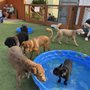 Photo of Park-9 Dog Bar