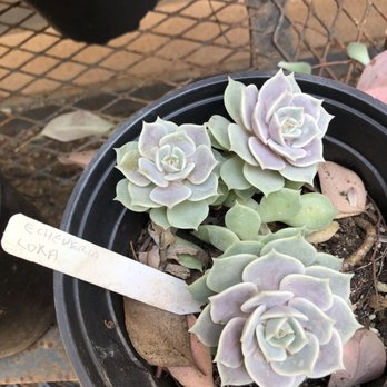 The Backyard - Nurseries & Gardening Near Me - Costa Mesa, California The Backyard - Nurseries & Gardening Near Me - Costa Mesa, California