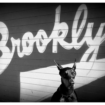 NYC Paws Authority - Indica - Dog Walkers Near Me - Brooklyn, New York NYC Paws Authority - Indica - Dog Walkers Near Me - Brooklyn, New York