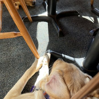 Darby's Restaurant & Pub - Two service dogs in training well settled under the table - Pubs Near Me - Belfast, Maine Darby's Restaurant & Pub - Two service dogs in training well settled under the table - Pubs Near Me - Belfast, Maine