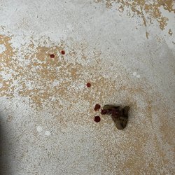 Shady Beach Kennel & Grooming Salon - blood in stool of dog being boarded