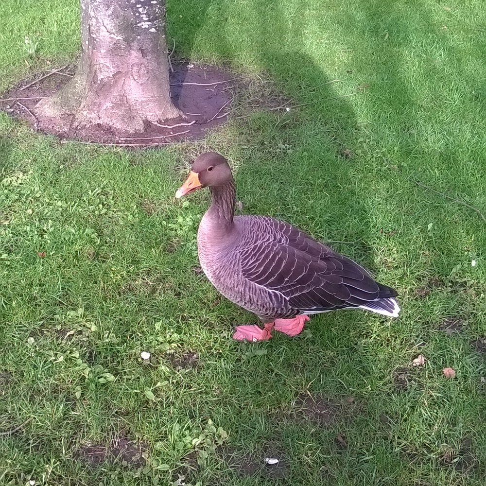 Victoria Park - Parks Near Me - Belfast, BFS