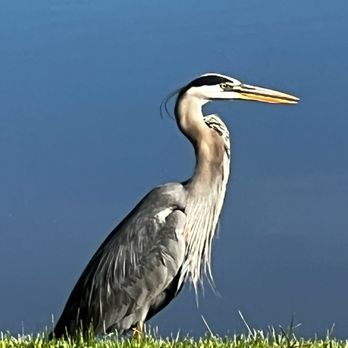 Cedar Villa's - Egret visits the pond - Apartments Near Me - Round Lake Beach, Illinois Cedar Villa's - Egret visits the pond - Apartments Near Me - Round Lake Beach, Illinois