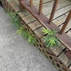 Weeds