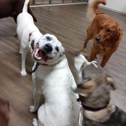 My pup enjoying the Canine Courtyard indoor puppy play yard!