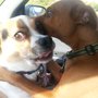 Photo of The Pet Care Crew