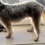 Dogaholics