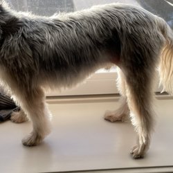 Uneven hind leg and paw