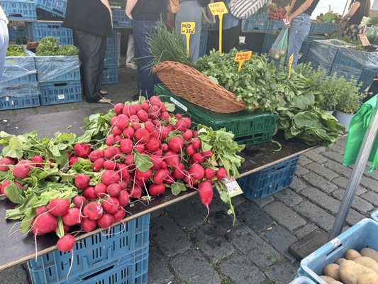 Farmers' Saturday market by null