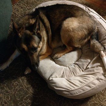 Ramblin Acres Kennel - My poor depressed Morgan - Pet Sitting Near Me - Jackson, New Jersey Ramblin Acres Kennel - My poor depressed Morgan - Pet Sitting Near Me - Jackson, New Jersey