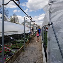 Evergrowin'greenhouses - More blooms.
