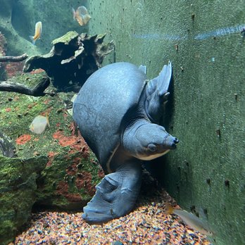 Shedd Aquarium - Aquariums Near Me - Chicago, Illinois