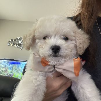 PetSmart - Winston is a 9 week old Maltipoo - Pet Stores Near Me - Surprise, Arizona