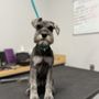 Photo of Scenthound