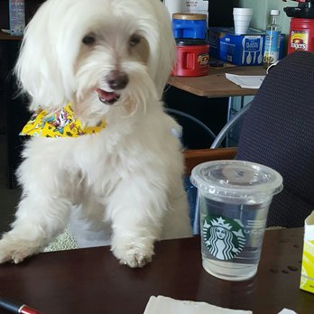 Starbucks - Coffee & Tea Near Me - St. Petersburg, Florida Starbucks - Coffee & Tea Near Me - St. Petersburg, Florida