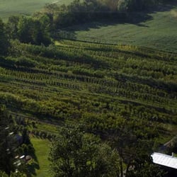 Cedarbrook Tree Farm - Cedarbrook Tree Farm