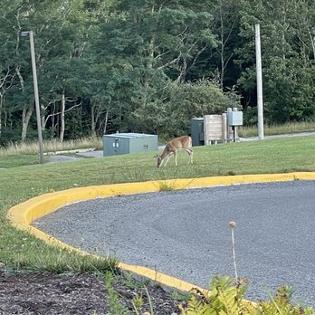 Canaan Valley Resort State Park - Deer by the main entrance - Ski Resorts Near Me - Davis, West Virginia