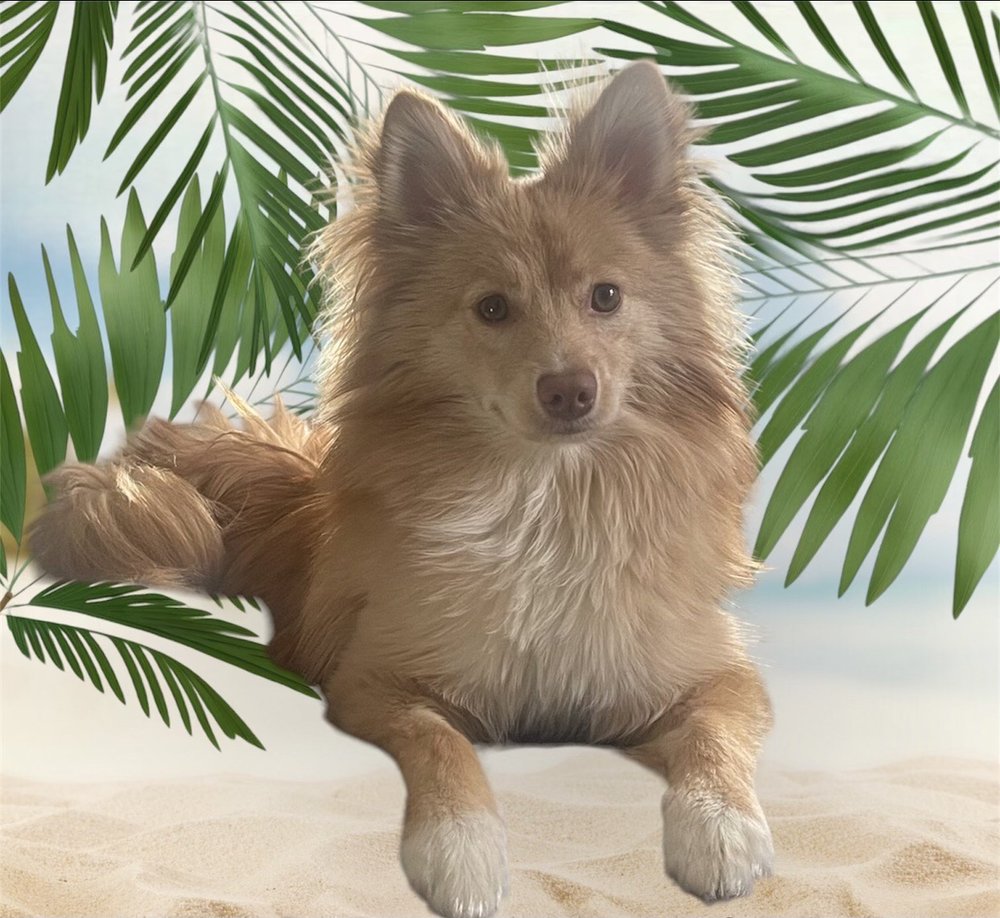 MICHAEL’S PACK DOG TRAINING CENTER Updated August 2024 12 Reviews 220 East Jericho Tpke