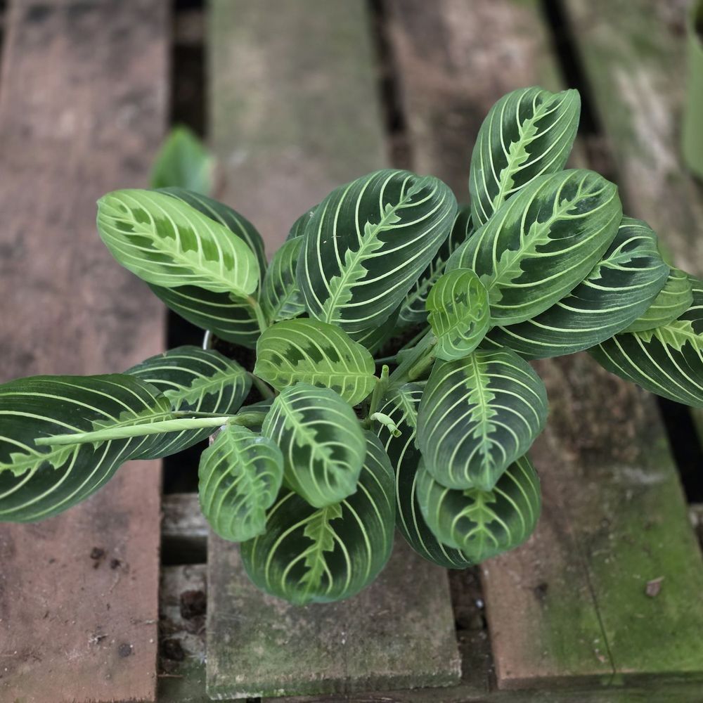 THE BEST 10 NURSERIES & GARDENING near SUNLAND, LOS ANGELES, CA 91040 -  Updated 2026 - Hours - Yelp