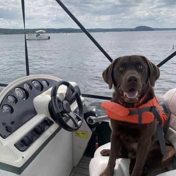 Sunset Hill Labrador Retrievers - We love it when puppy families stay in touch and share their dogs adventures. Leo's first time out on the boat. Happy to see you loved it. - Pet Breeders Near Me Sunset Hill Labrador Retrievers - We love it when puppy families stay in touch and share their dogs adventures. Leo's first time out on the boat. Happy to see you loved it. - Pet Breeders Near Me