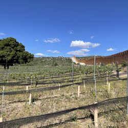 Campo Creek Vineyards