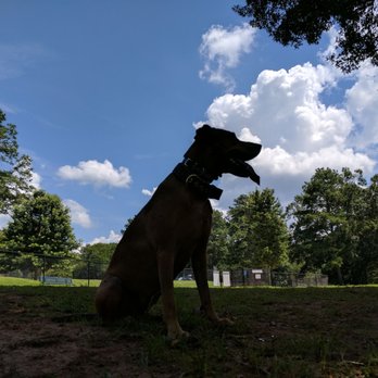 sweat mountain dog park