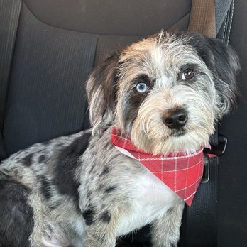 Discount Pets - Pet Groomers Near Me - Anaheim, California