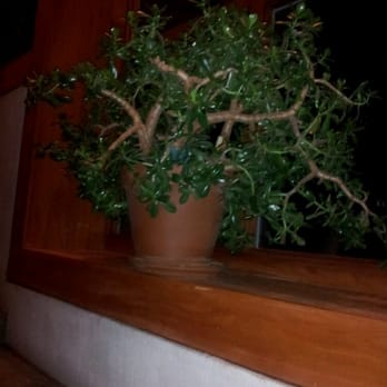Inn At Middleton Place - Beautiful jade plants at the Lodge - Hotels Near Me - Charleston, South Carolina Inn At Middleton Place - Beautiful jade plants at the Lodge - Hotels Near Me - Charleston, South Carolina