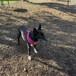 Huntington Beach Dog Park - Having a great time.
