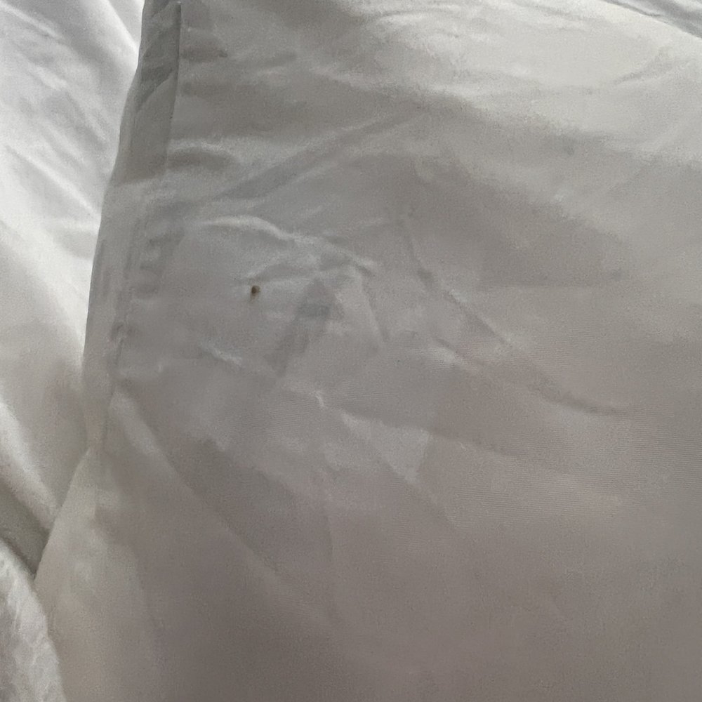 Bed bug Bed bug