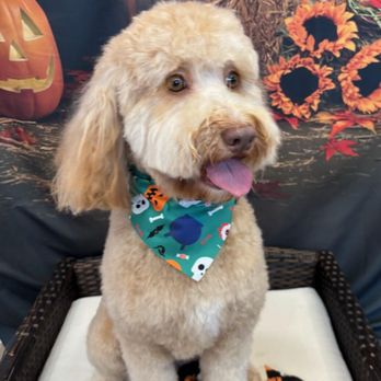 Je Tadore Pet Salon - "BELLA" After a day at Je'tadore!!!! - Pet Groomers Near Me - Montrose, California Je Tadore Pet Salon - "BELLA" After a day at Je'tadore!!!! - Pet Groomers Near Me - Montrose, California