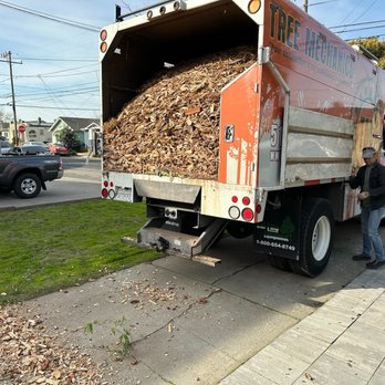 Tree Mechanics - Tree Services Near Me
