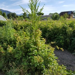 Perry's Berries - Some of the bushes