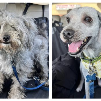Amazing Tails - Pet Groomers Near Me - Los Angeles, California Amazing Tails - Pet Groomers Near Me - Los Angeles, California