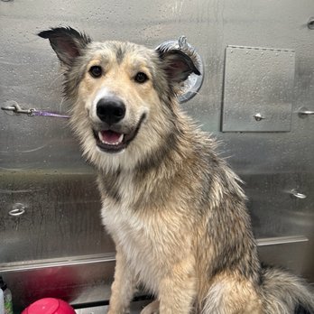Sunset Grooming - Update during bath - Pet Groomers Near Me Sunset Grooming - Update during bath - Pet Groomers Near Me