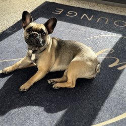 Lush Beauty Lounge - Jane, the shop dog