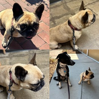 Sactown Vet - Recheck for Maddie's eye. Jack here for moral support - Veterinarians Near Me - Sacramento, California