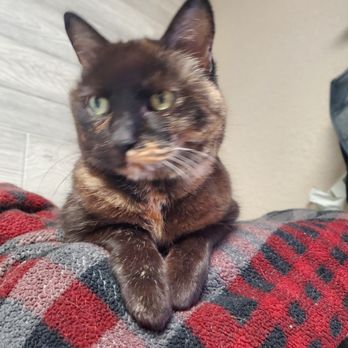 Kewaskum Veterinary Clinic - Peanut, a loveable clinic pet who loves cuddles - Veterinarians Near Me - Kewaskum, Wisconsin Kewaskum Veterinary Clinic - Peanut, a loveable clinic pet who loves cuddles - Veterinarians Near Me - Kewaskum, Wisconsin