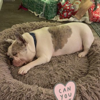 Sweet Melissa’s Pet Sitting - Another new client, meet Henry - House Sitters Near Me Sweet Melissa’s Pet Sitting - Another new client, meet Henry - House Sitters Near Me