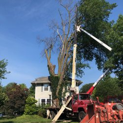 Lyons Tree Service - During Removal