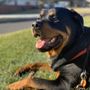 Photo of Happy Paws Pet Lounge