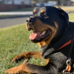 Happy Paws Pet Lounge - Handsome guy