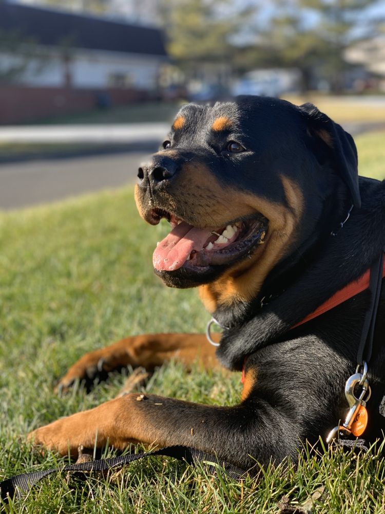 Happy Paws Pet Lounge - pet boarding facility in Huntingdon Valley, PA