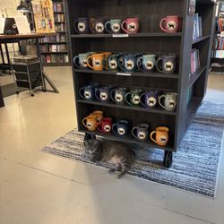 The Taleless Dog Booksellers - Nora the cat!