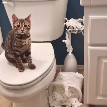 Bengal Babies Cattery - Pet Sitting Near Me Bengal Babies Cattery - Pet Sitting Near Me