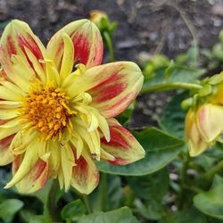 Schram's Greenhouse - Dahlia - leave plenty of room for these beauties to grow!